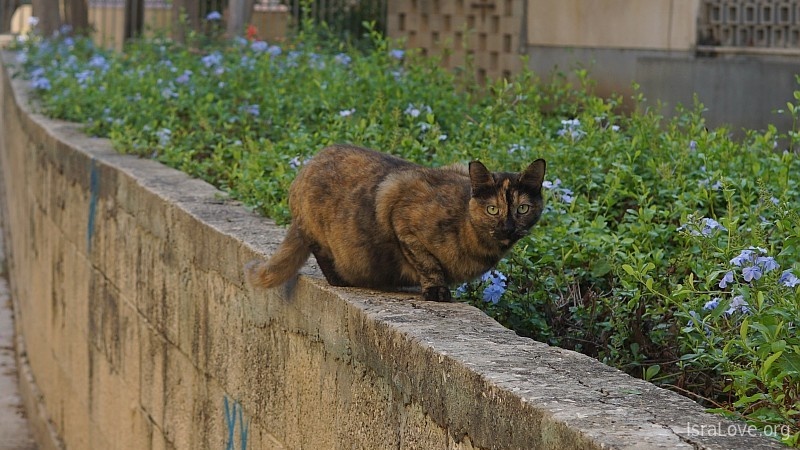 Уличные котики Израиля